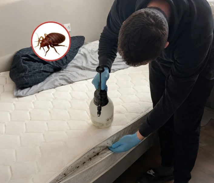 Technicien traitant un matelas contre les punaises de lit à Levallois-Perret